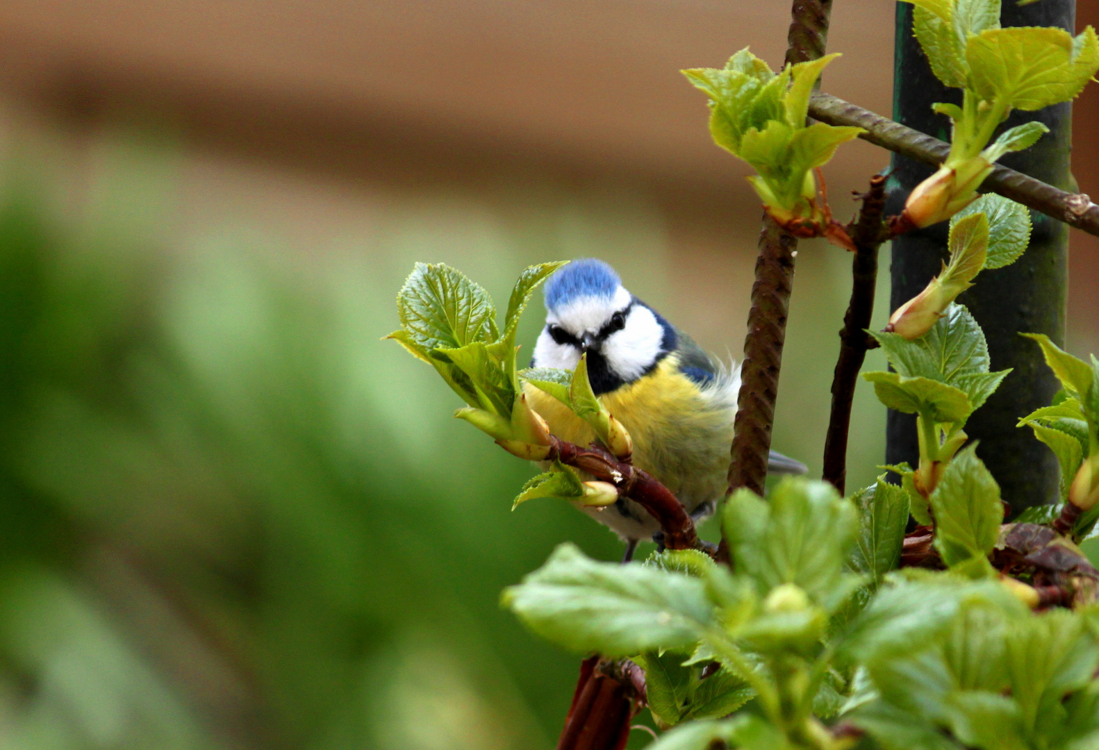 Schlechtes Versteck