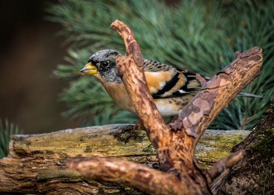 "SCHLECHTES VERSTECK"