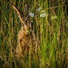 "SCHLECHTES VERSTECK"