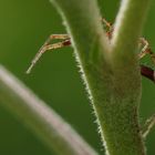 Schlechtes Versteck / Hiding poorly