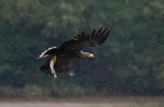Schlechtes Wetter - Seeadler mit Beute