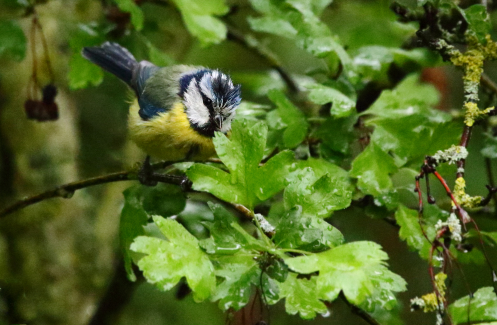 "Schlechtwetter - Bild", BLAUMEISE (ISO 12800)