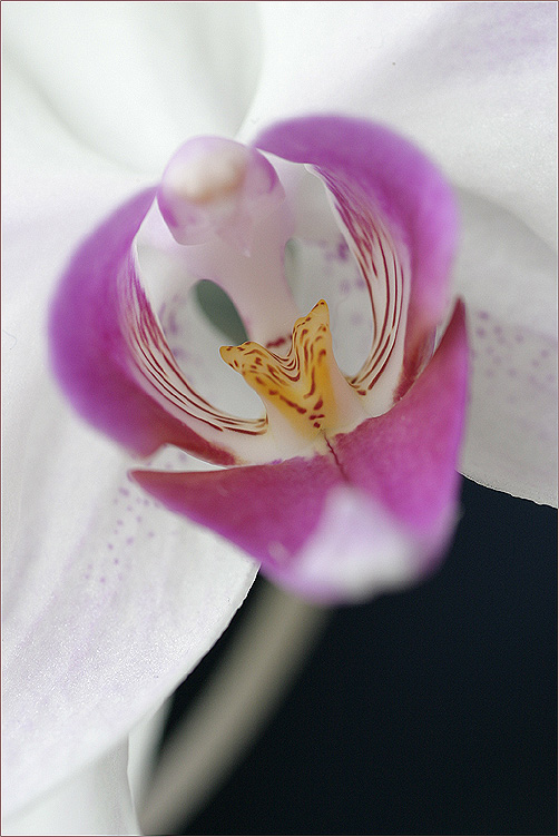 schlechtwetter-orchideen-foto