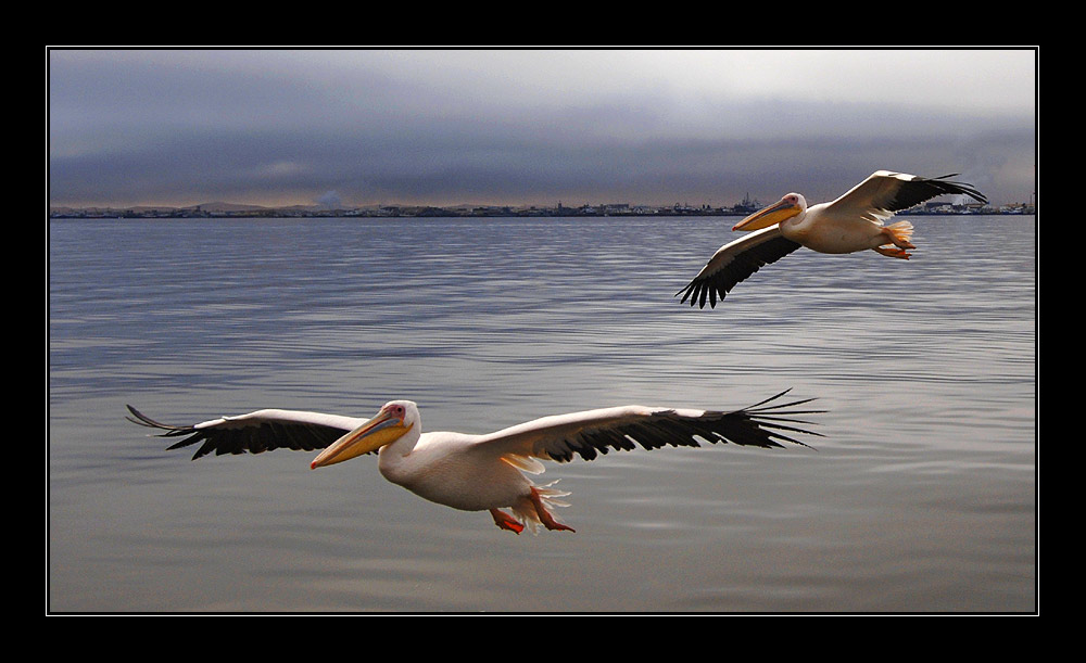 Schlechtwetter-Pelikane