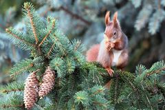 Schlechtwetter-Projekt: Wildlife vor dem Fenster