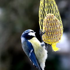 Schlechtwetter-Projekt: Wildlife vor dem Fenster