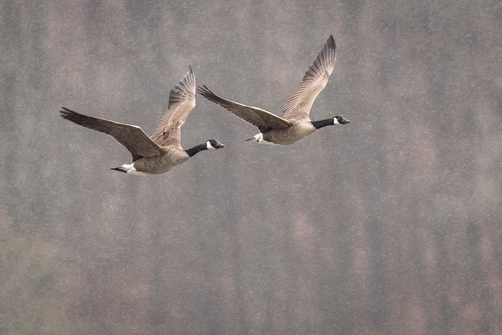 Schlechtwetterflug