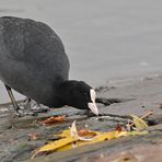 Schlechtwetterfotografie: Blässhuhn