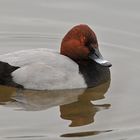 Schlechtwetterfotografie: Tafelente