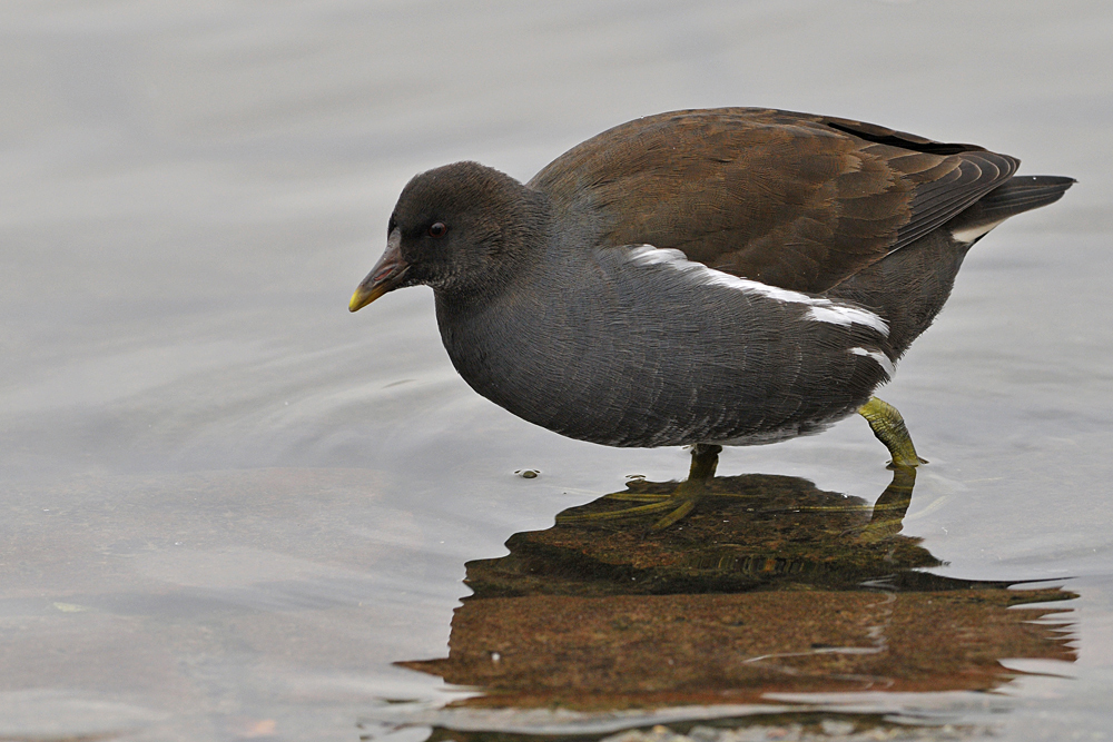 Schlechtwetterfotografie: Teichhuhn