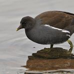 Schlechtwetterfotografie: Teichhuhn