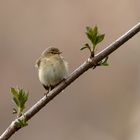 Schlechtwettersänger : Zilpzalp - (Phylloscopus collybita)