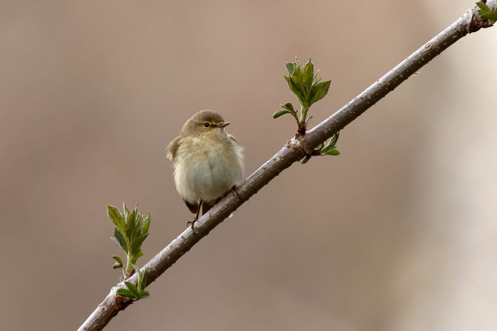 Schlechtwettersänger : Zilpzalp - (Phylloscopus collybita)