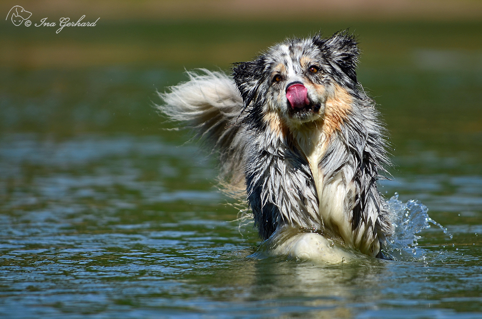 schleck