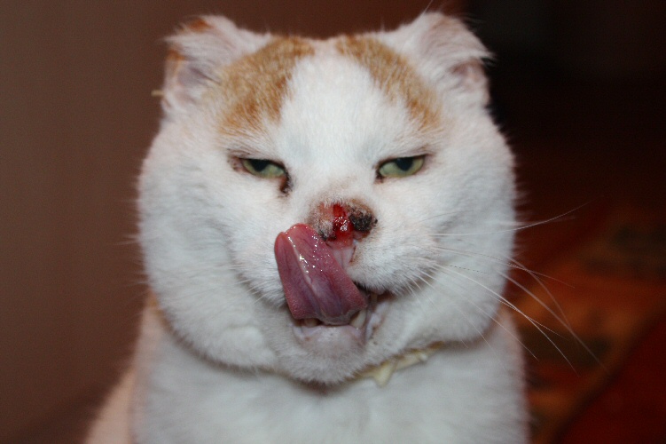 Geile Katze Geile Katze
