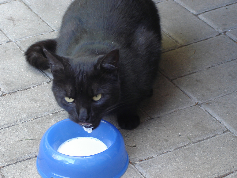 Schlecker, lecker Katzenmilch.