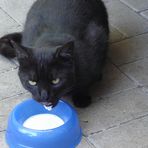 Schlecker, lecker Katzenmilch.