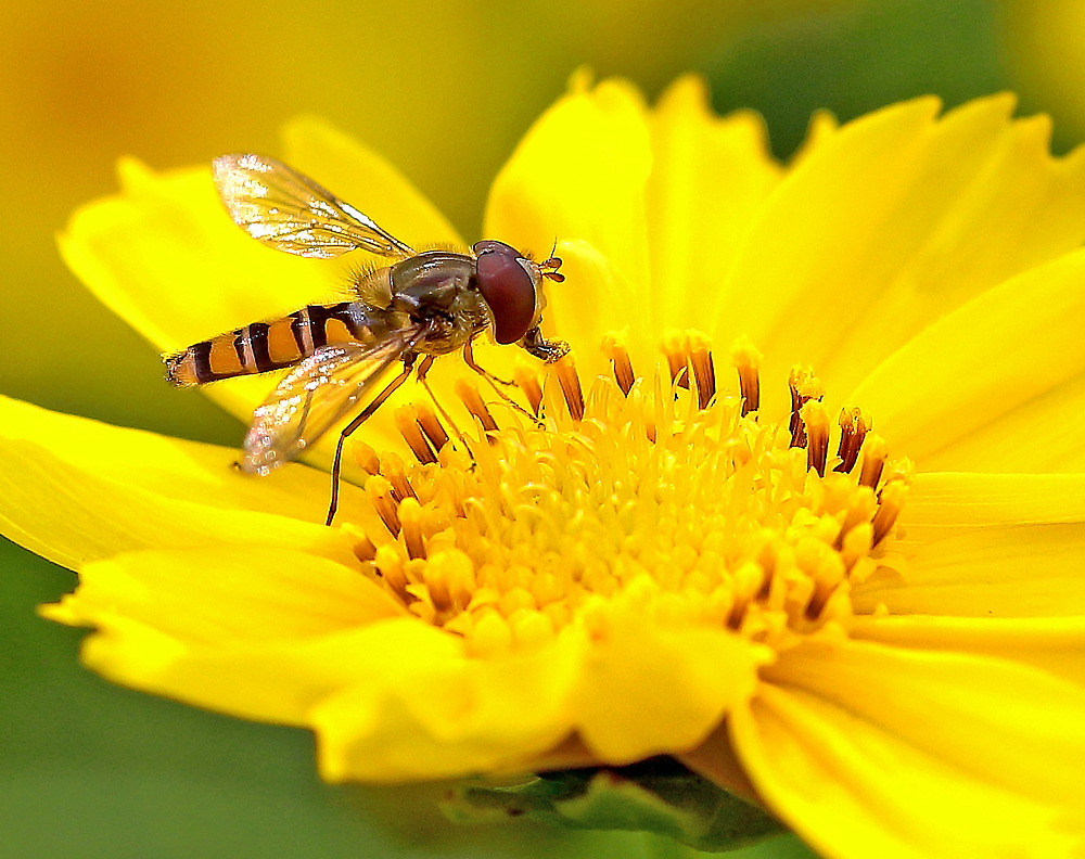 Schleckermäulchen