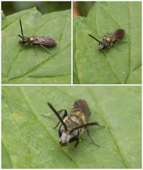 "Schleckermäulchen" - eine sonderbare Wildbiene (Lasioglossum sp. ???)