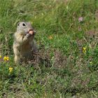 Schleckermäulchen - Ziesel beim Fressen 