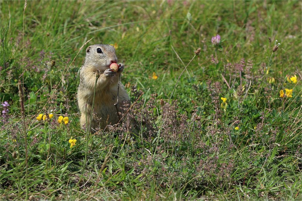 Schleckermäulchen - Ziesel beim Fressen 