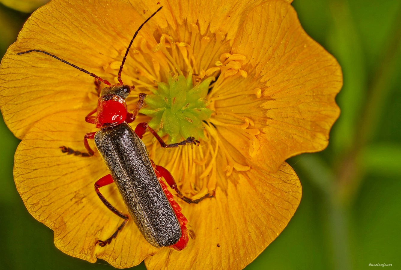 Schleckermaul..... Foto &amp; Bild | tiere, wildlife, insekten Bilder auf ...