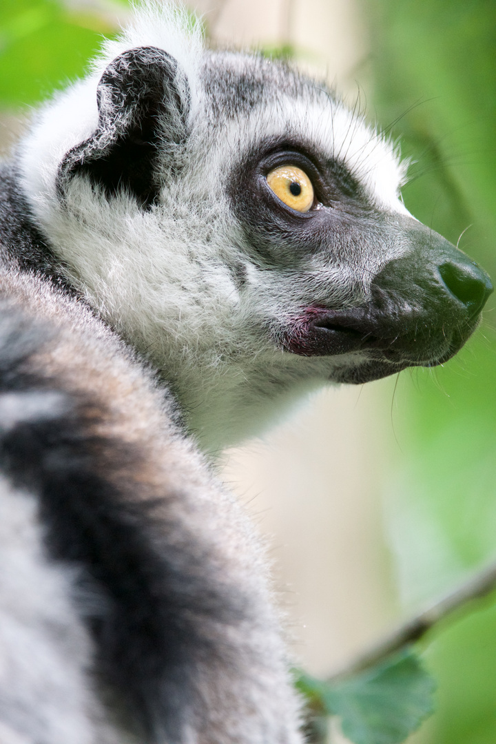 Schleckermaul Foto &amp; Bild | tiere, zoo, wildpark &amp; falknerei ...