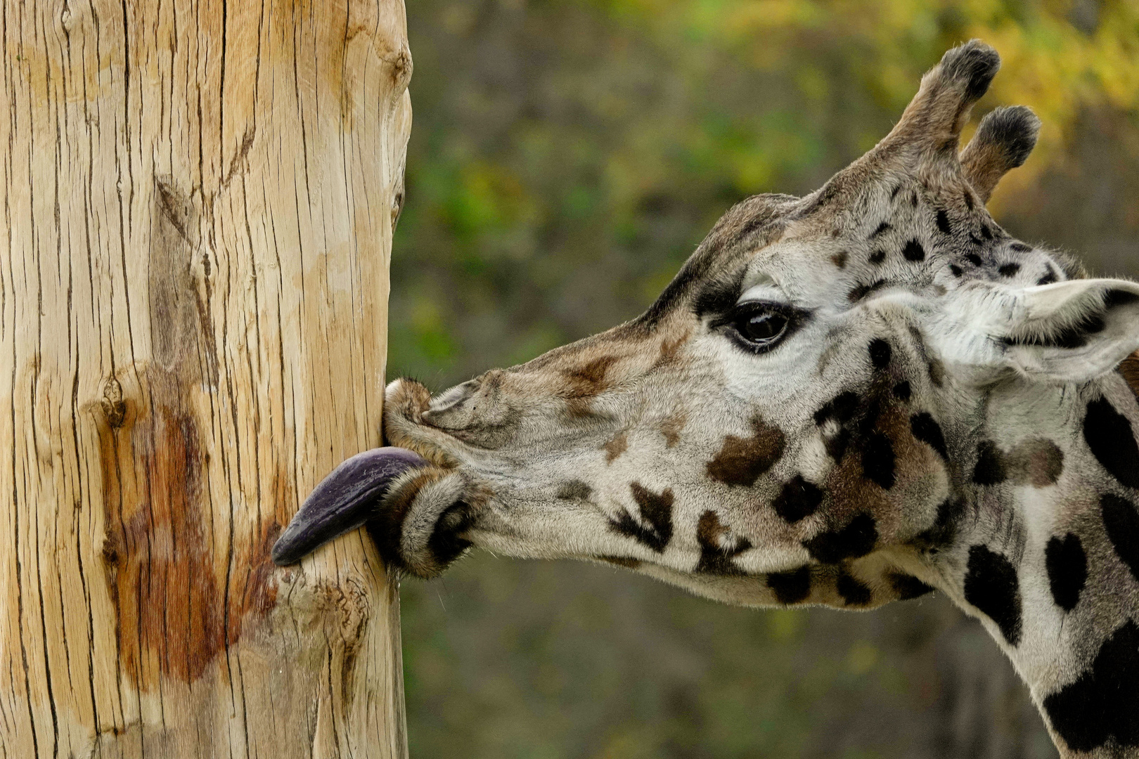 Schleckermaul Foto &amp; Bild | tiere, tierdetails, fotos Bilder auf ...