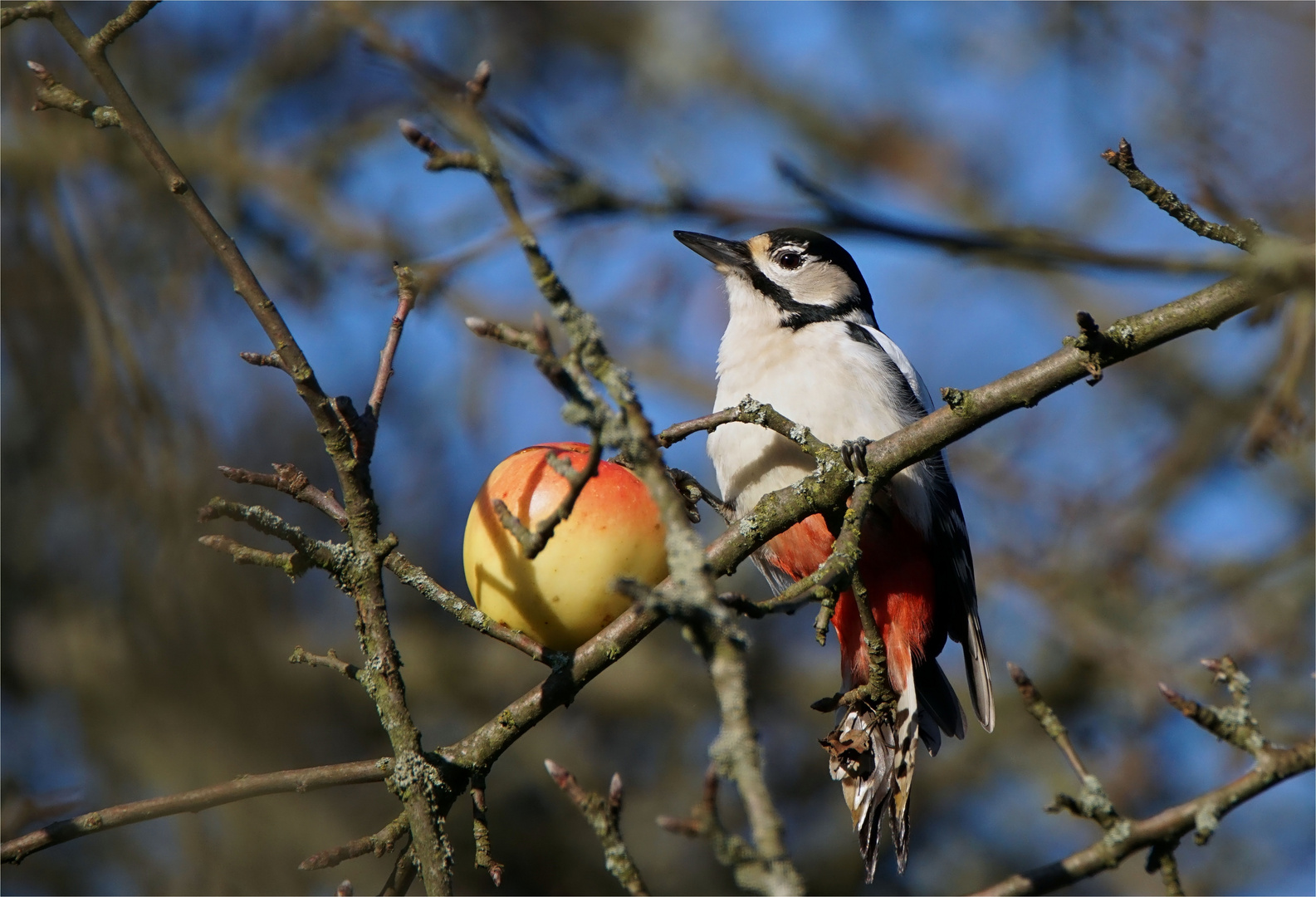 Schleckerschnabel - Buntspecht - Dendrocopos major-