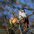 Schleckerschnabel - Buntspecht - Dendrocopos major-