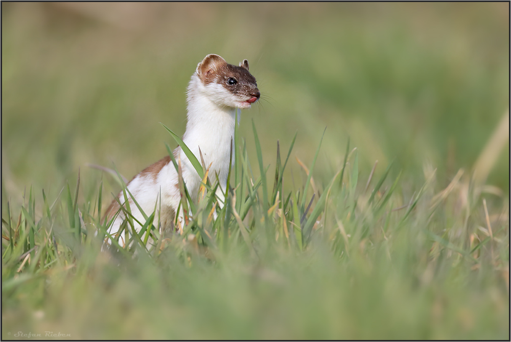 " Schleckmäulchen"