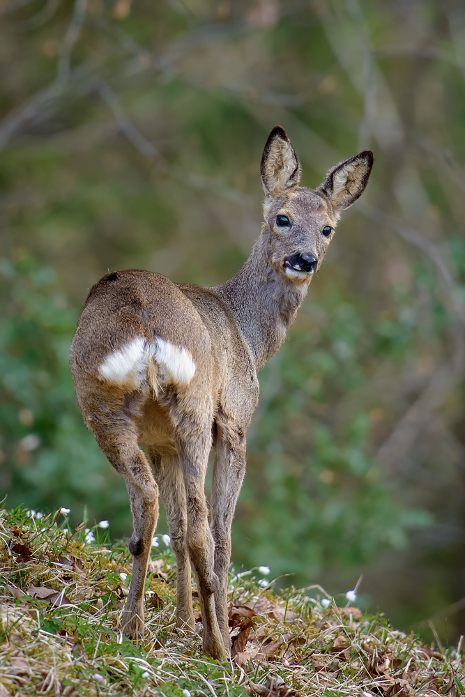 Schleckmaul