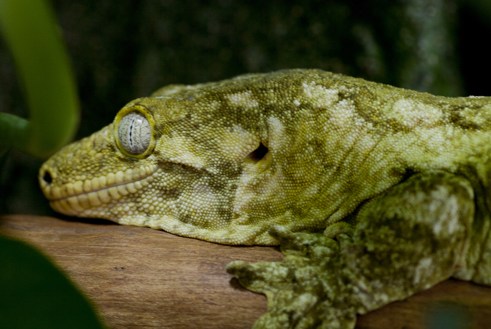 Schleckmaulgecko - ein seltener Riesengecko aus Madagaskar