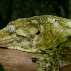 Schleckmaulgecko - ein seltener Riesengecko aus Madagaskar