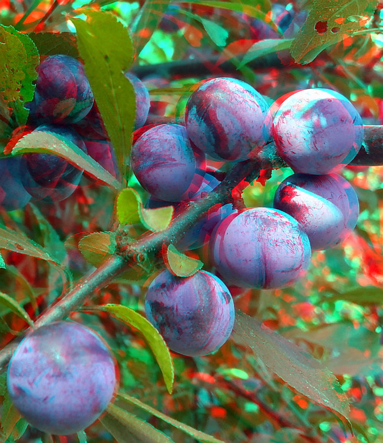 Schlehdorn (3D für rot/cyan Brille) 