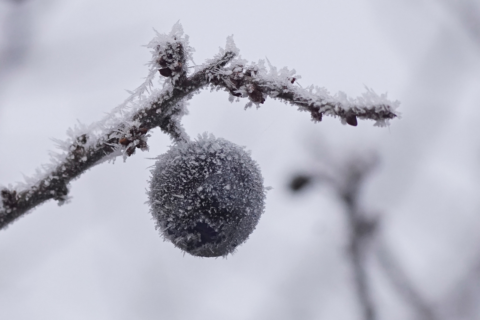 Schlehdorn bei Frost