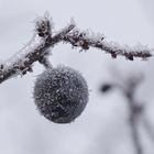 Schlehdorn bei Frost