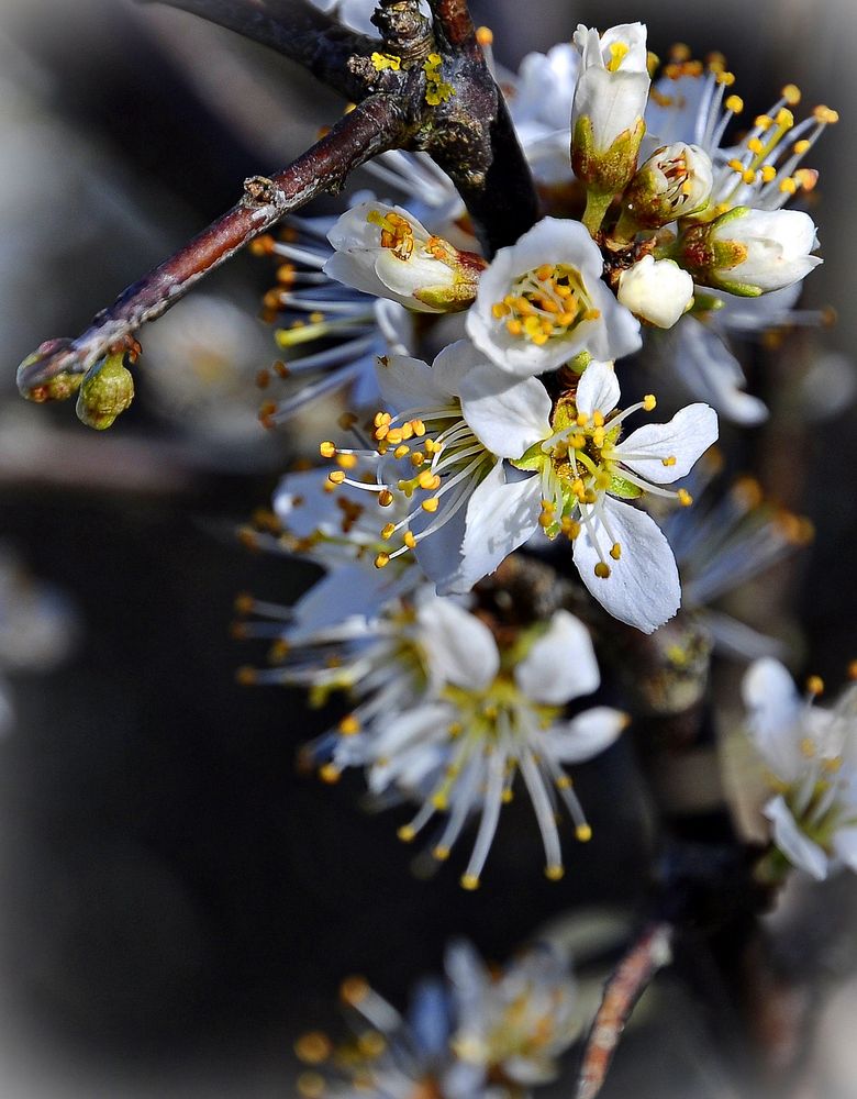 Schlehdorn-Blüte