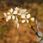 Schlehdorn-Blüten