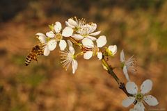 Schlehdorn-Blüten