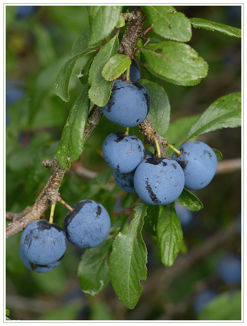 Schlehdorn - Prunus spinosa