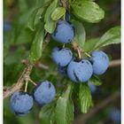 Schlehdorn - Prunus spinosa