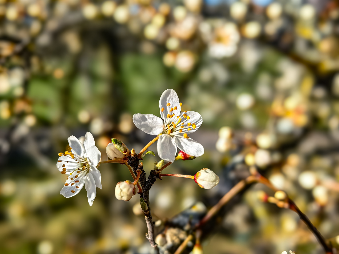 Schlehdorn Prunus spinosa