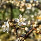 Schlehdorn Prunus spinosa