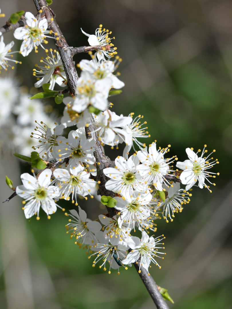 Schlehdorn - Prunus spinosa