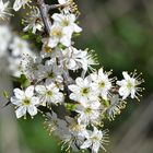 Schlehdorn - Prunus spinosa