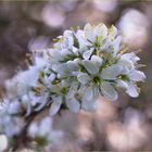 Schlehdorn (Prunus spinosa)