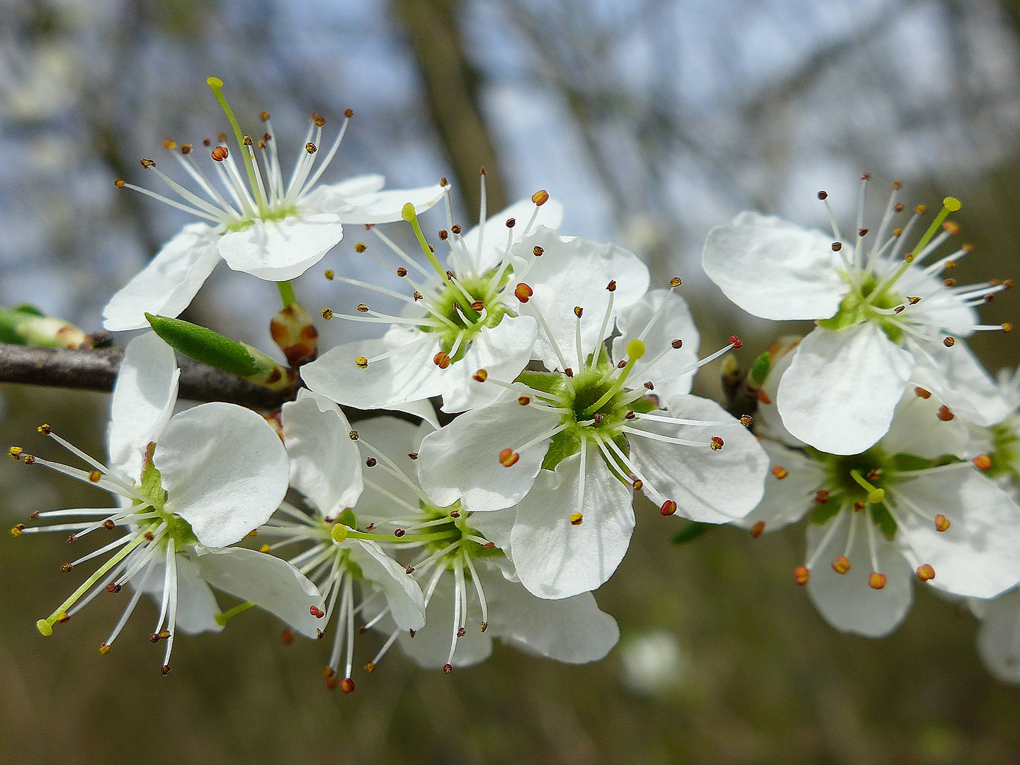 Schlehdorn / Schwarzdorn (Prunus spinosa) Foto & Bild | jahreszeiten ...