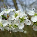 Schlehdorn / Schwarzdorn (Prunus spinosa)