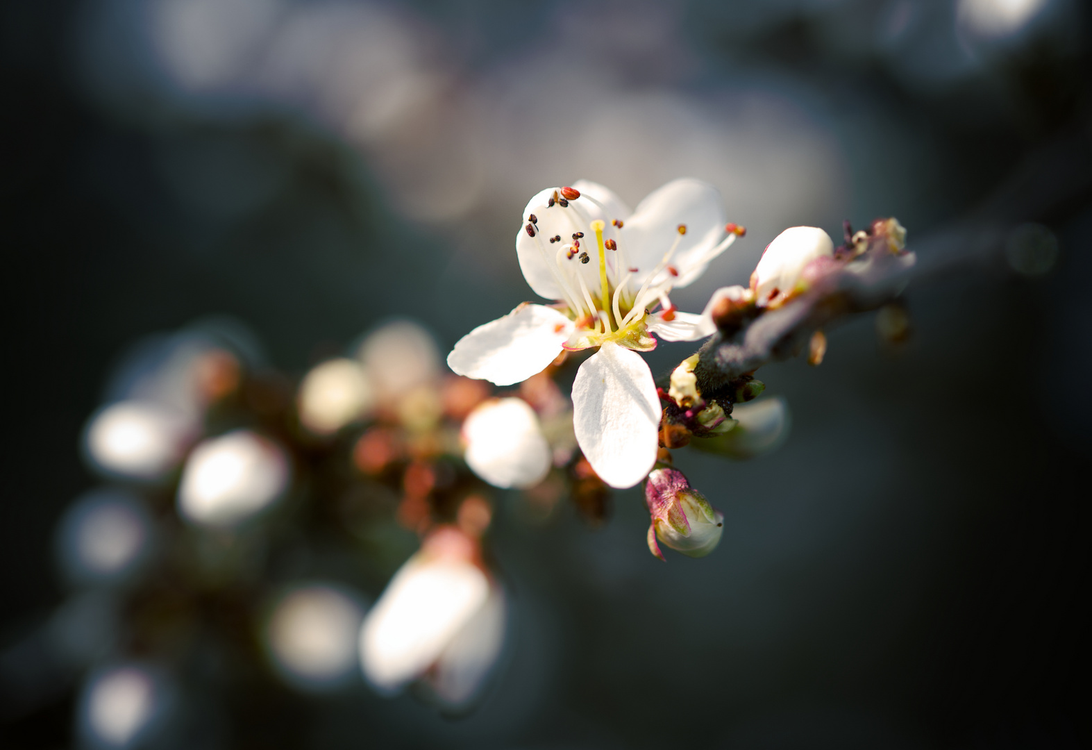 Schlehdornblüte